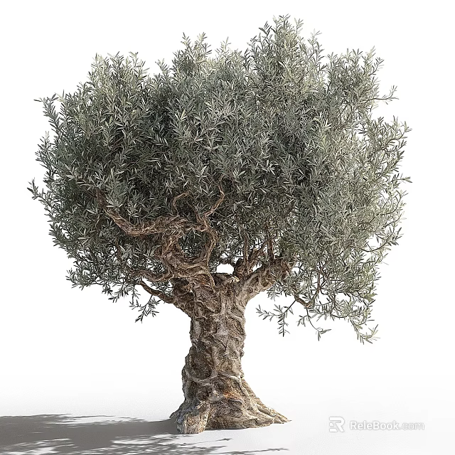 Olive Tree with Lush Silver Green Foliage and Thick Gnarled Trunk Structure 3d model 