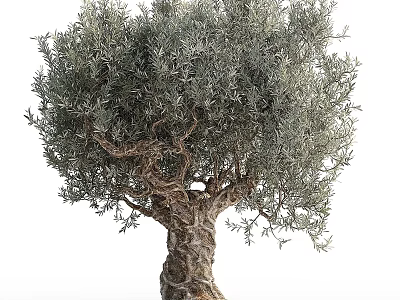 Olive Tree with Lush Silver Green Foliage and Thick Gnarled Trunk Structure 3d model