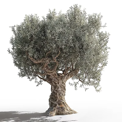 Olive Tree with Lush Silver Green Foliage and Thick Gnarled Trunk Structure 3d model