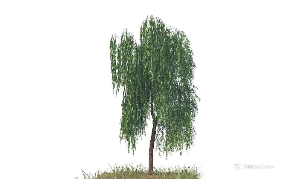 Weeping Willow Tree with Long Drooping Green Leaves and Single Trunk on Grass 3d model 