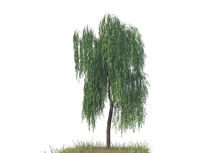 Weeping Willow Tree with Long Drooping Green Leaves and Single Trunk on Grass 3d model