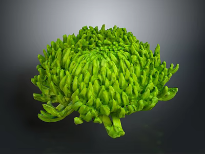 Vibrant Green Chrysanthemum Flower With Lush Petals And Unique Bloom 3d model