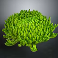 Vibrant Green Chrysanthemum Flower With Lush Petals And Unique Bloom