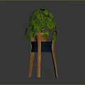 Indoor Green Plant with Round Leaves in Ceramic Pot on Wooden Stand