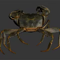 Brown Clawed Shiny Shell Crab Standing On Dark Background With Long Legs And Textured Body