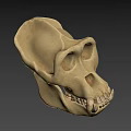 Realistic 3D Model of Ape Skull Showing Anatomical Structure Details