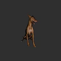 Brown Doberman Dog Sitting With Open Mouth On Black Background