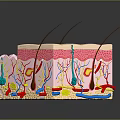 Human Head Scalp Skin Anatomical Structure With Layers Hair Follicles And Blood Vessels