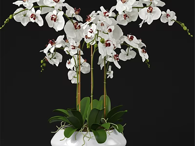 Decorative Ornament Set With White Orchids Green Leaves In White Vase For Home Decor 3d model