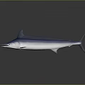 Blue And White Swordfish With Streamlined Body Long Bill And Dorsal Fin