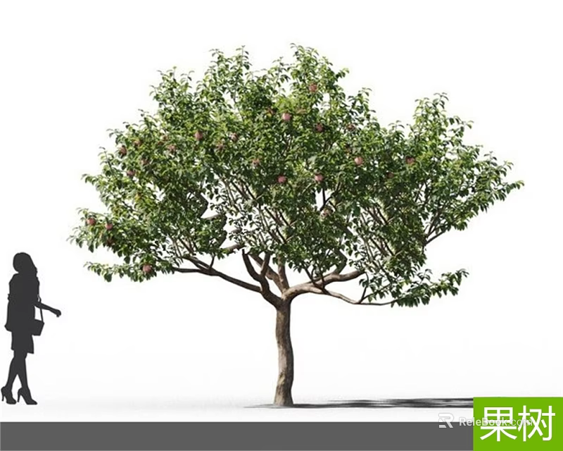 Fruit Tree With Lush Green Foliage And Red Fruits Near Silhouette Of A Person 3d model 