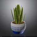 Snake Plant in Blue and White Patterned Pot With Green Leaves And Yellow Stripes