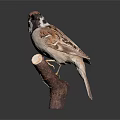 Sparrow Perched on Wooden Branch with Detailed Feathers Against Dark Background