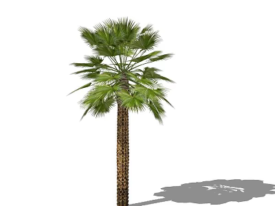 Tall Palm Tree With Green Fronds And Natural Shadow On White Background 3d model