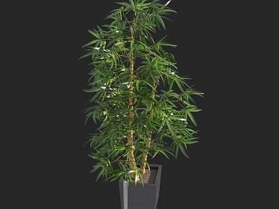 Bonsai Plant with Lush Green Bamboo Leaves in Black Square Pot for Indoor Decor 3d model