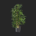 Bonsai Plant with Lush Green Bamboo Leaves in Black Square Pot for Indoor Decor