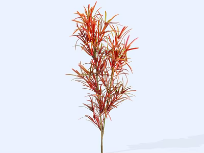 Vibrant Shrub With Red And Green Leaves And Slender Upright Stems 3d model