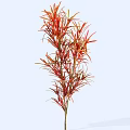 Vibrant Shrub With Red And Green Leaves And Slender Upright Stems