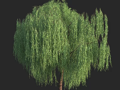 Lush Weeping Willow Tree With Green Hanging Branches And Brown Trunk 3d model