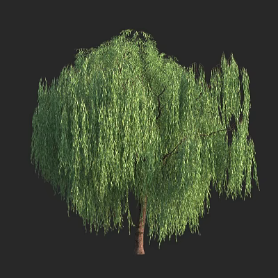 Lush Weeping Willow Tree With Green Hanging Branches And Brown Trunk 3d model