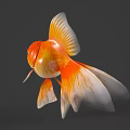 Bright Orange And White Goldfish With Large Round Eyes And Flowing Tail Fins Swimming Gracefully