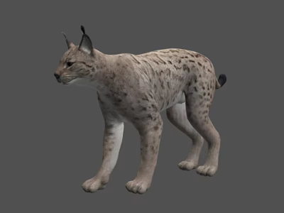 Realistic Lynx With Spotted Fur Tufted Ears And Short Tail Standing 3d model