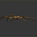 Brown Spider With Long Legs And Distinct Abdomen On Gray Background 3d model
