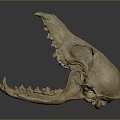 Detailed View Of Mammal Skull Skeleton With Open Jaw And Sharp Teeth Structure