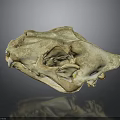 Animal Skull Skeletal Organ With Detailed Bone Structure And Natural Texture
