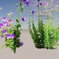 Purple Bellflower Herbal Plants With Lush Green Leaves And Blooms In Garden