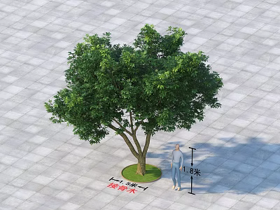Tall Arbor Tree with 8 Meters Height and 1.5 Meters Trunk Diameter on Paved Ground 3d model