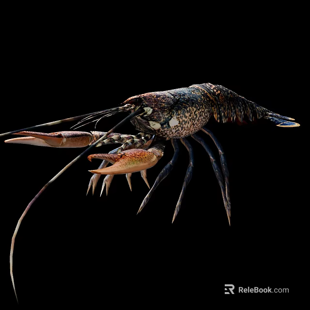 Vibrant Spiny Lobster With Long Antennae And Large Claws On Black Background 3d model 