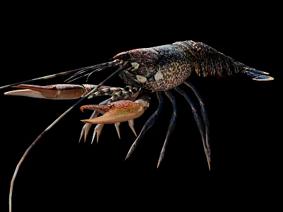 Vibrant Spiny Lobster With Long Antennae And Large Claws On Black Background 3d model