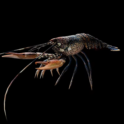 Vibrant Spiny Lobster With Long Antennae And Large Claws On Black Background 3d model