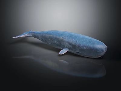 Detailed Blue Whale Figure Displayed on Dark Background with Clear Reflection 3d model Detailed Blue Whale Figure Displayed on Dark Background with Clear Reflection 3d model