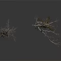 Withered Trees Scene With Thick Trunk Exposed Roots And Black Text On White Background 3d model
