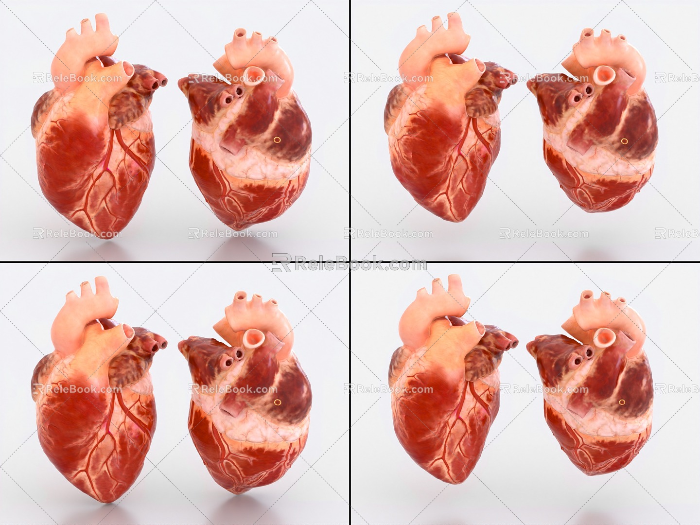 Heart with binding and beating animation of human organs 3d model