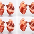 Heart with binding and beating animation of human organs 3d model