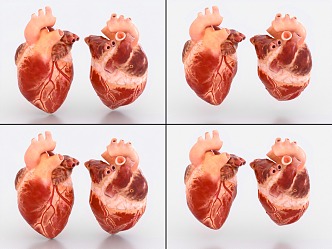 Heart with binding and beating animation of human organs 3d model