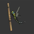 Modern Dragonfly Thin-winged Dragonfly Le Fairy Dragonfly Purple Red Dragonfly 3d model