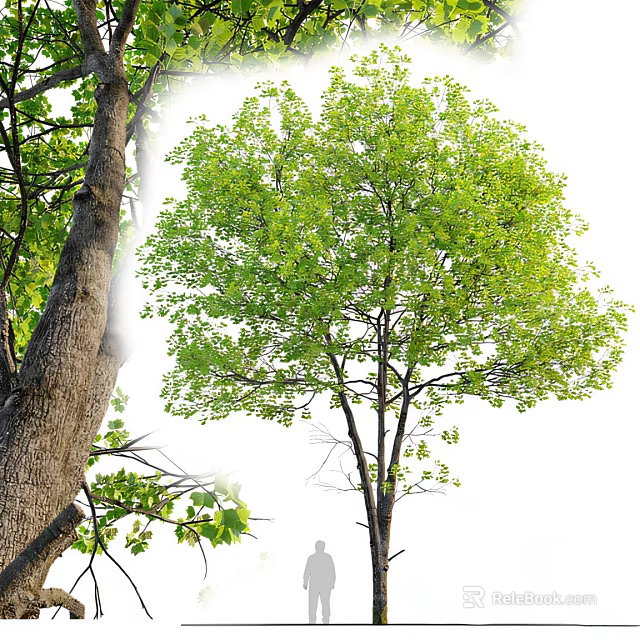 Lush Green Arbor With Thick Trunk And Natural Growth Structure 3d model 
