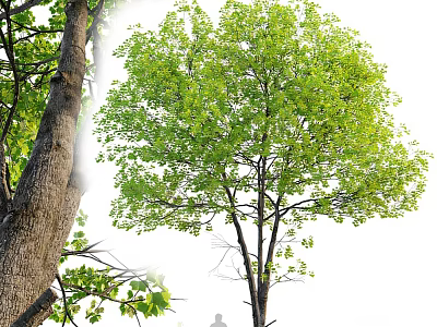 Lush Green Arbor With Thick Trunk And Natural Growth Structure 3d model