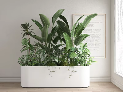 Indoor Bonsai Potted Plants in White Rectangular Planter with Large Green Leaves and Wall Art 3d model