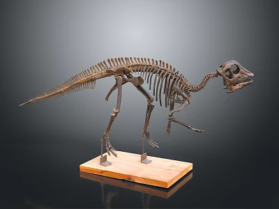Dinosaur Skeleton Fossil Exhibit With Detailed Bone Structure On Wooden Base 3d model