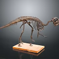 Dinosaur Skeleton Fossil Exhibit With Detailed Bone Structure On Wooden Base