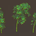 Green Bamboo in Various Shapes Arranged in a Row with Dark Brown Background