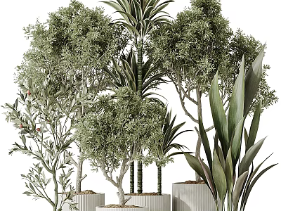 Various Green Bonsai Potted Plants Featuring Tree like and Broad Leaved Foliage in Modern Pots 3d model