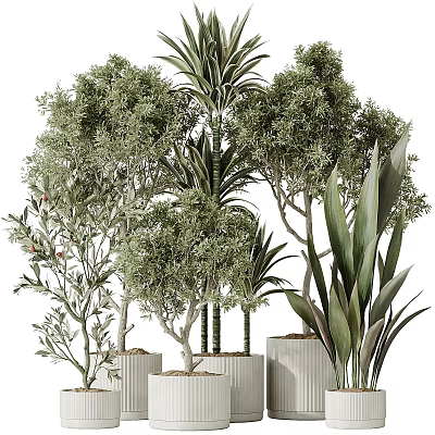 Various Green Bonsai Potted Plants Featuring Tree like and Broad Leaved Foliage in Modern Pots 3d model