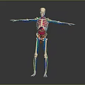 Medical Device Human Skeleton Model Showing Muscles And Internal Organs For Medical Education