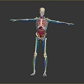 Skeleton Human Body Skeleton Human Body Organ Human Body Tissue Human Body Structure Human Anatomy 3d model